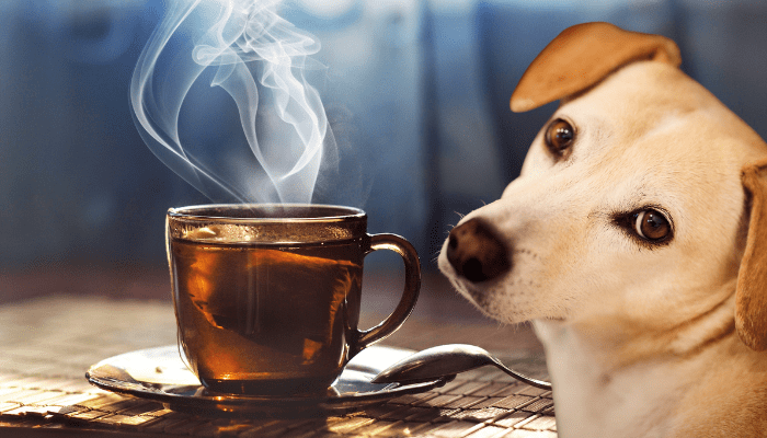 Can dogs drink tea