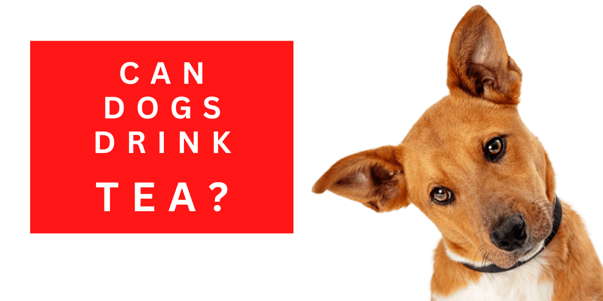 Can Dogs Drink Tea? Yes, But It Isn’t The Same 2023