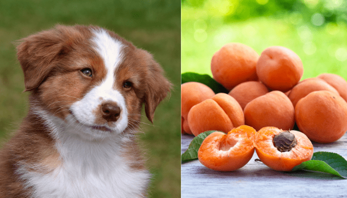 Can dogs eat apricots