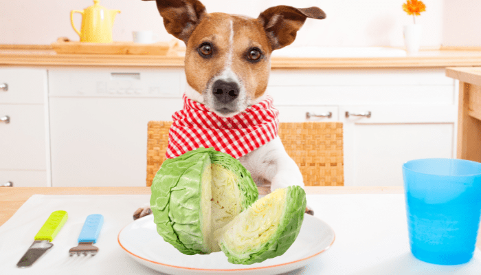 Can dogs eat cabbage