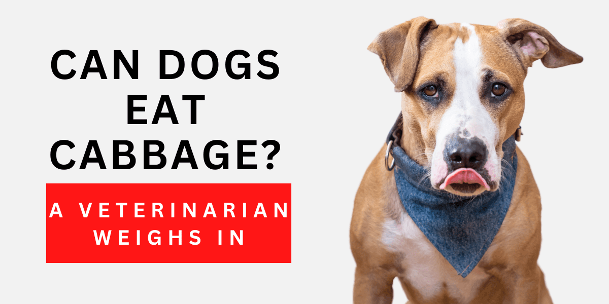 Can Dogs Eat Cabbage? A Veterinarian Weighs In 2023