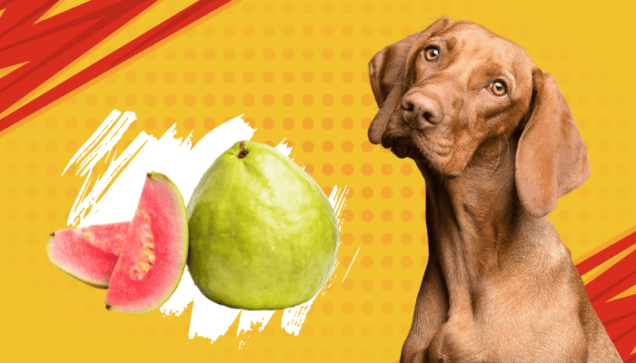 Can dogs eat guava
