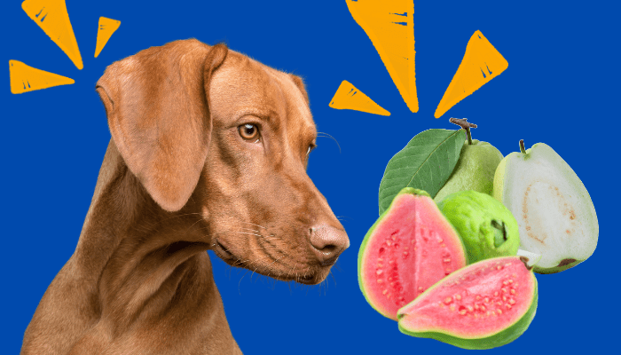 Can dogs eat guava