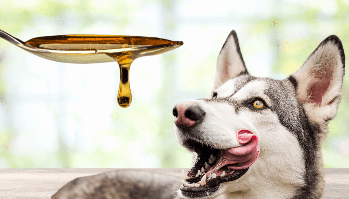Can dogs eat honey