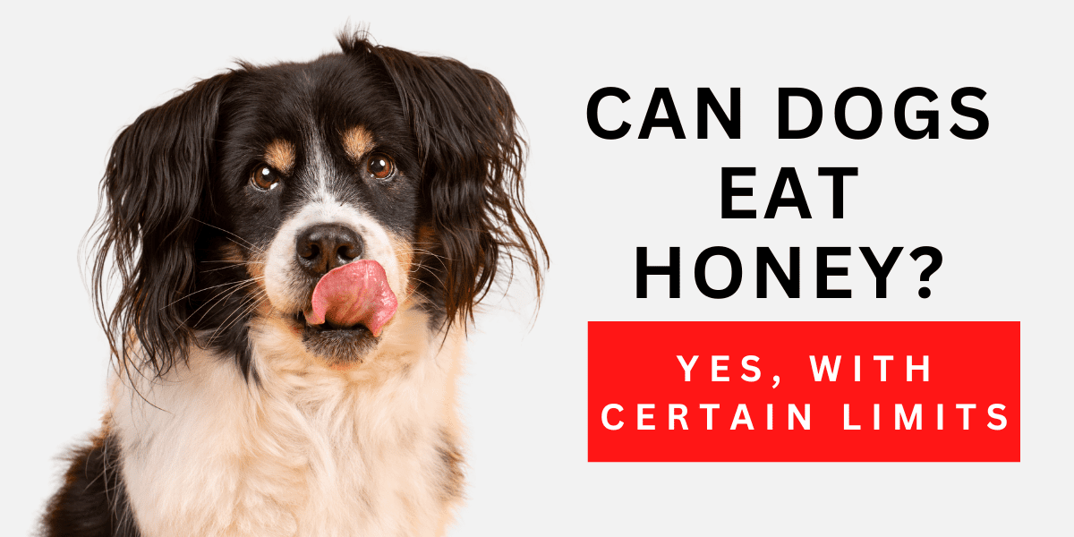 Can Dogs Eat Honey? Yes, Within Certain Limits 2023
