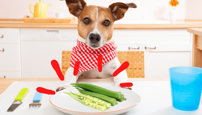 Can dogs eat okra