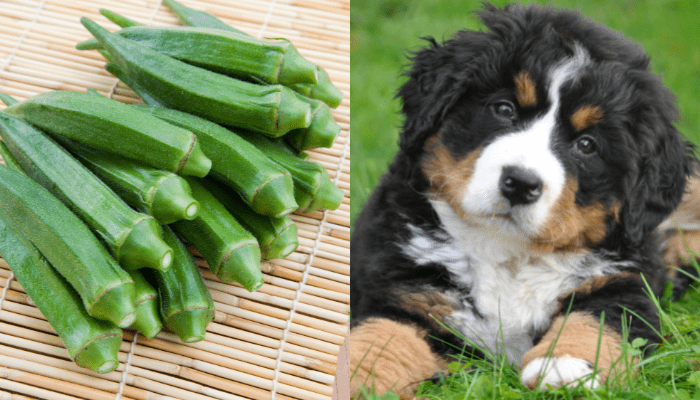 Can dogs eat okra Can Dogs Eat Okra? Dog Owners, This Is For You 2023
