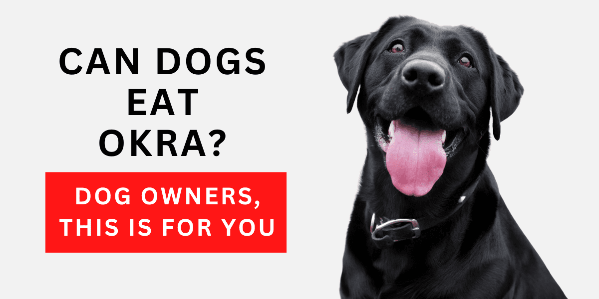 Can Dogs Eat Okra? Dog Owners, This Is For You 2023