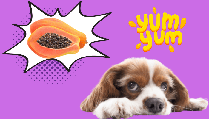 Can dogs eat papaya
