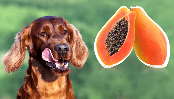 Can dogs eat papaya