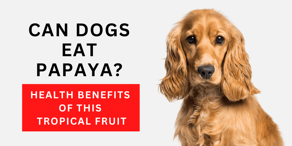 Can Dogs Eat Papaya? Health Benefits of This Tropical Fruit