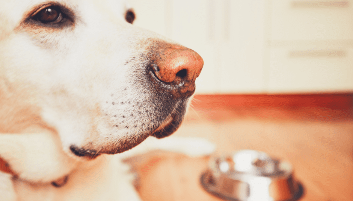 Can dogs eat pumpkin seeds