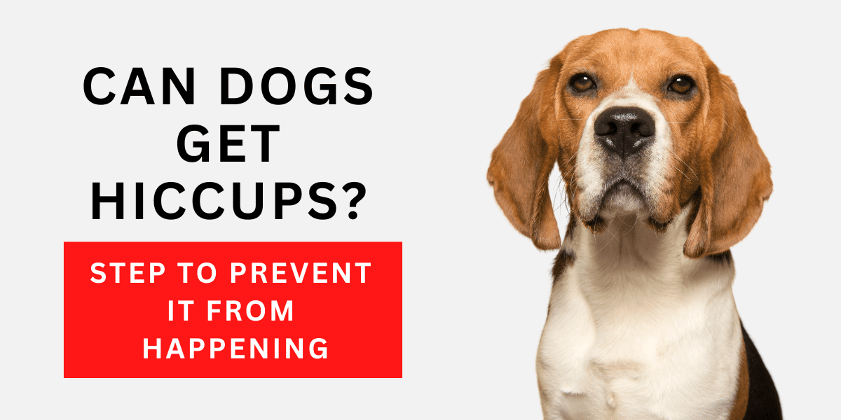 Can Dogs Get Hiccups? Steps To Prevent It From Happening 2023