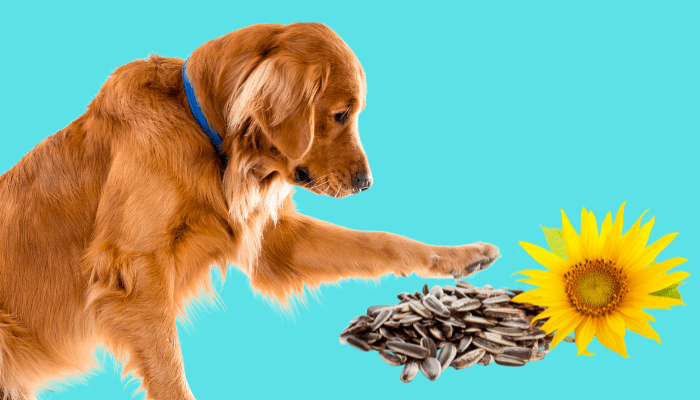 Can dogs have sunflower seeds