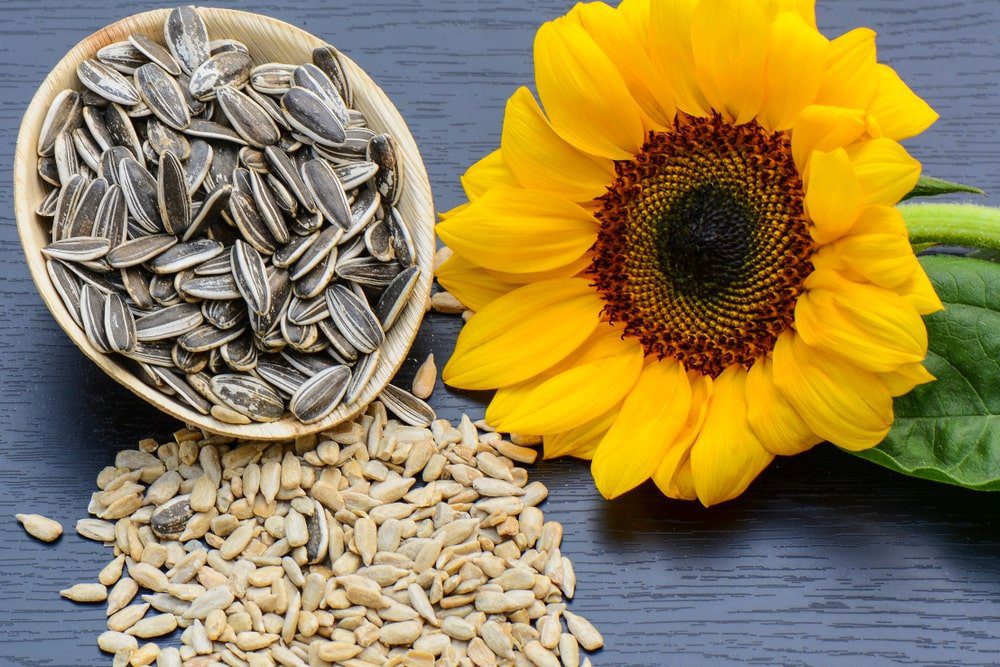 Can dogs have sunflower seeds Can Dogs Have Sunflower Seeds? Yes, And This Is Why 2023