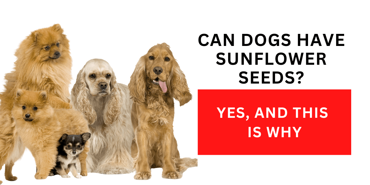 Can Dogs Have Sunflower Seeds? Yes, And This Is Why 2023