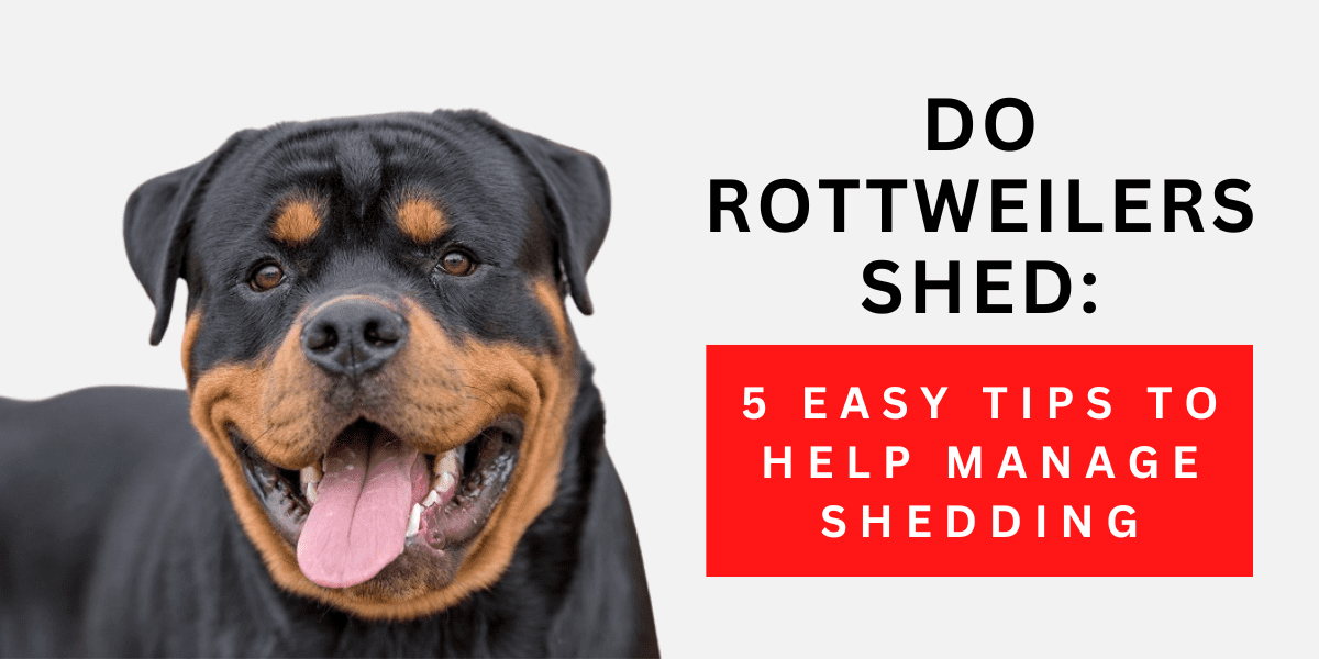 Do Rottweilers Shed: 5 Easy Tips To Help Manage Shedding 2024