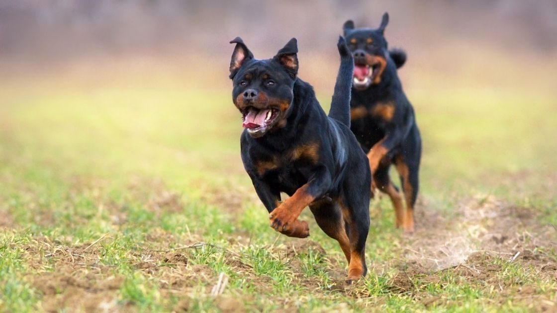 Do rottweilers shed