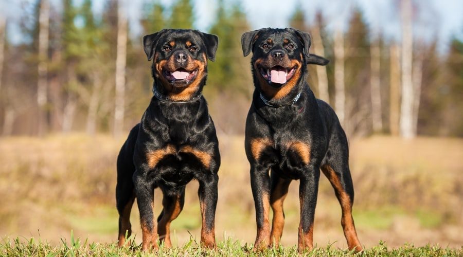 Do rottweilers shed