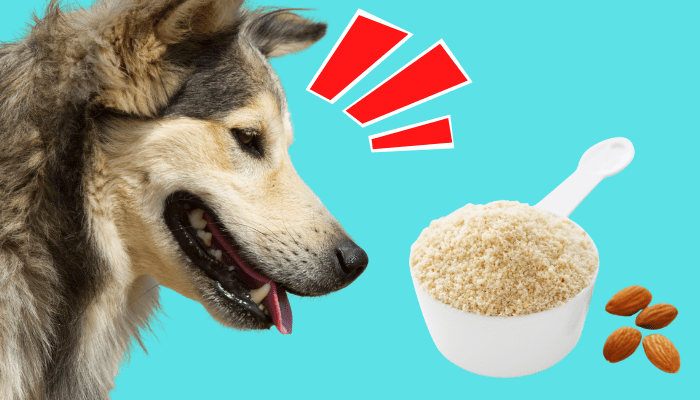 Can Dogs Have Almond Flour
