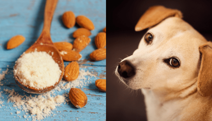 Can Dogs Have Almond Flour