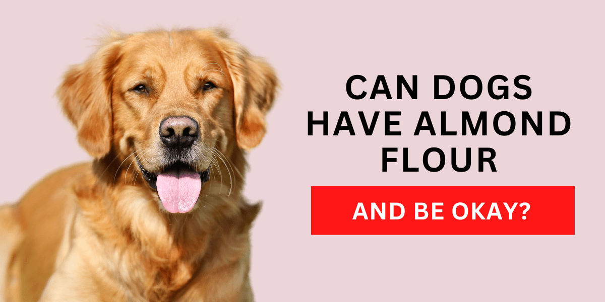 Can Dogs Have Almond Flour And Be Okay? 2024