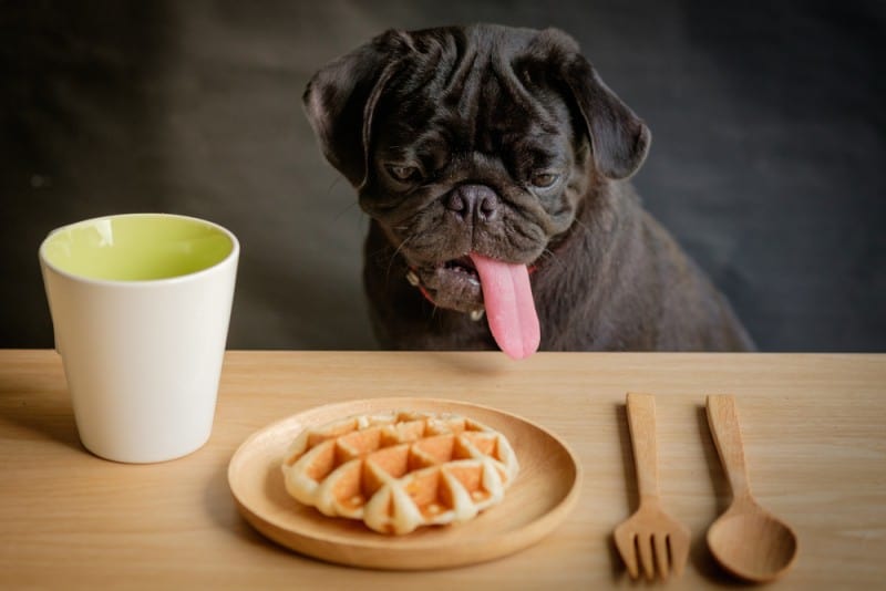 Can dogs eat waffles