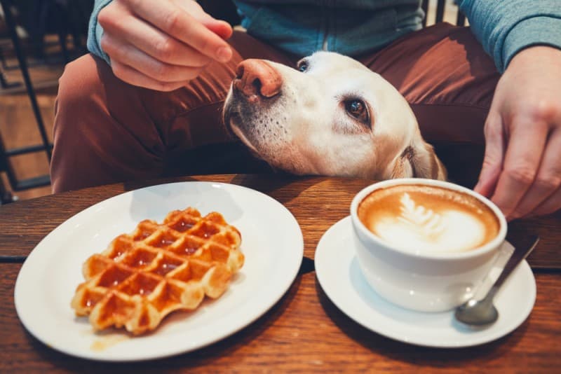 Can dogs eat waffles