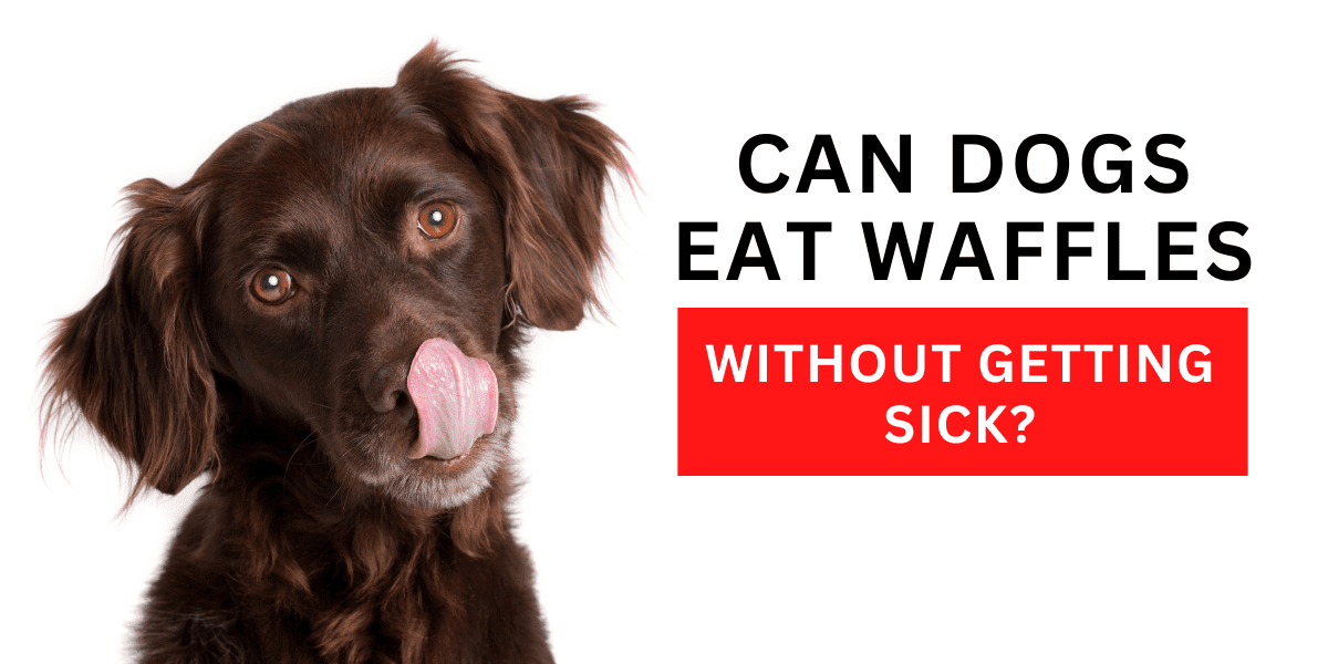 Can Dogs Eat Waffles Without Getting Sick? 2023