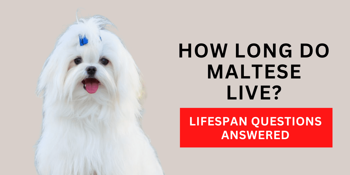 How Long Do Maltese Live? Lifespan Questions Answered 2024