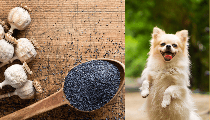 are poppy seeds bad for dogs