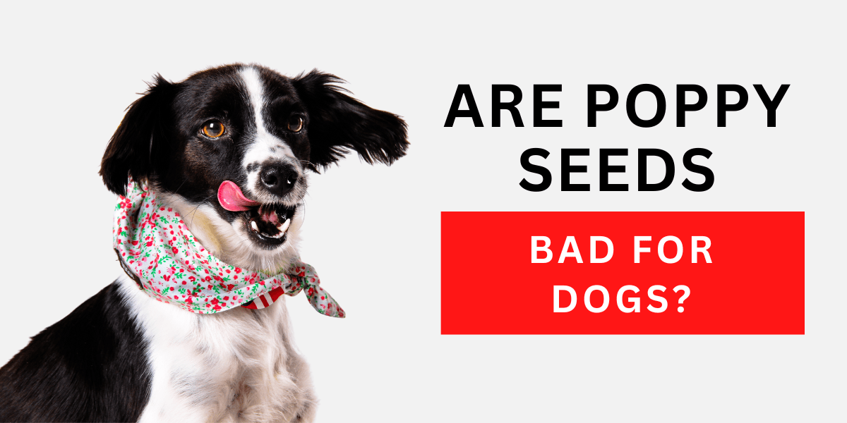 Are Poppy Seeds Bad for Dogs? 2023