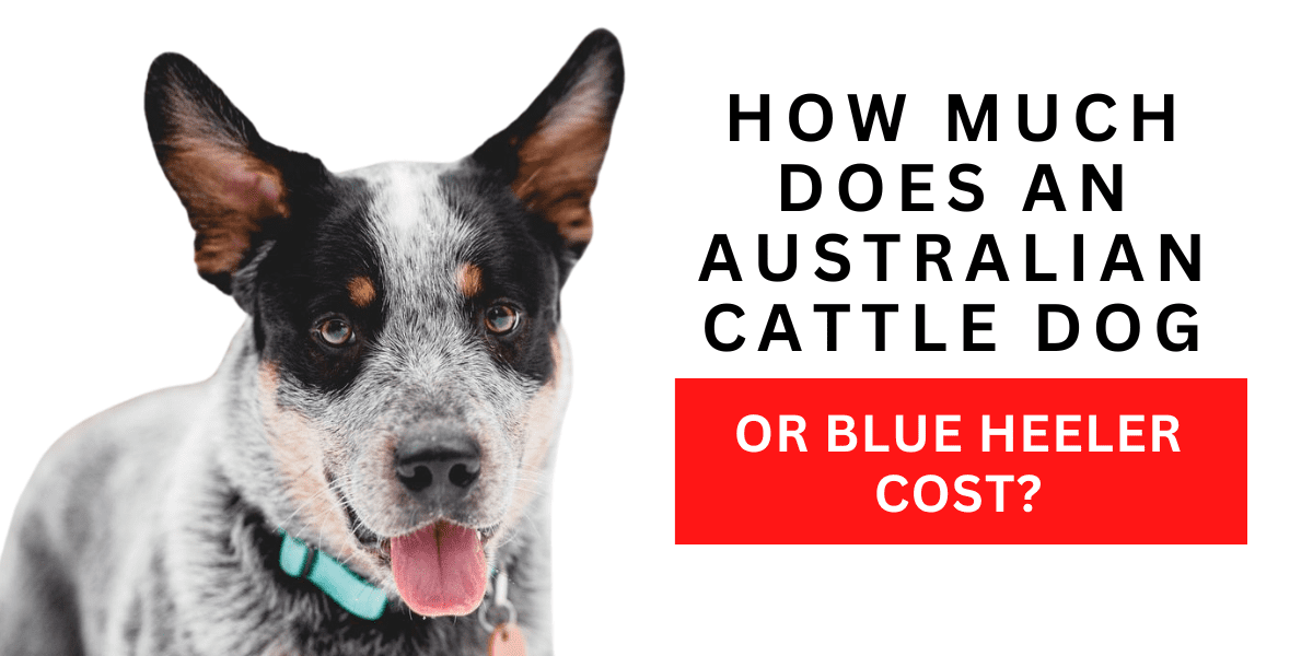How Much Does an Australian Cattle Dog or Blue Heeler Cost? 2024
