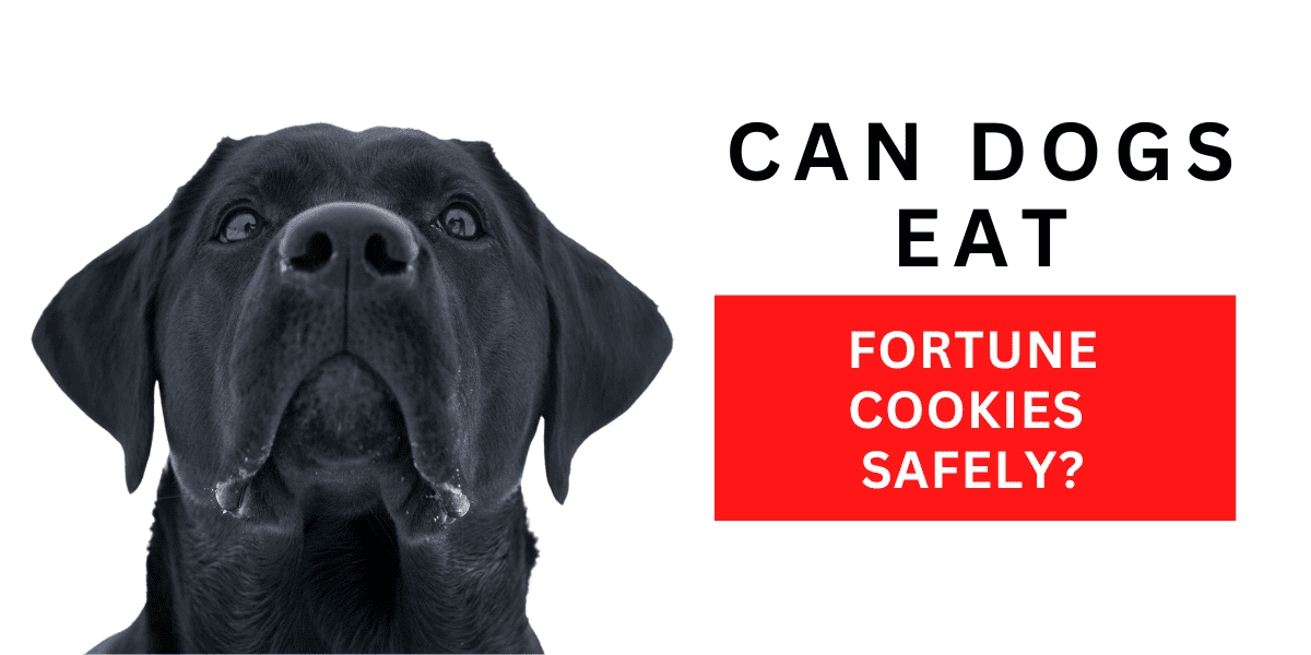 Can Dogs Eat Fortune Cookies Safely? 2023