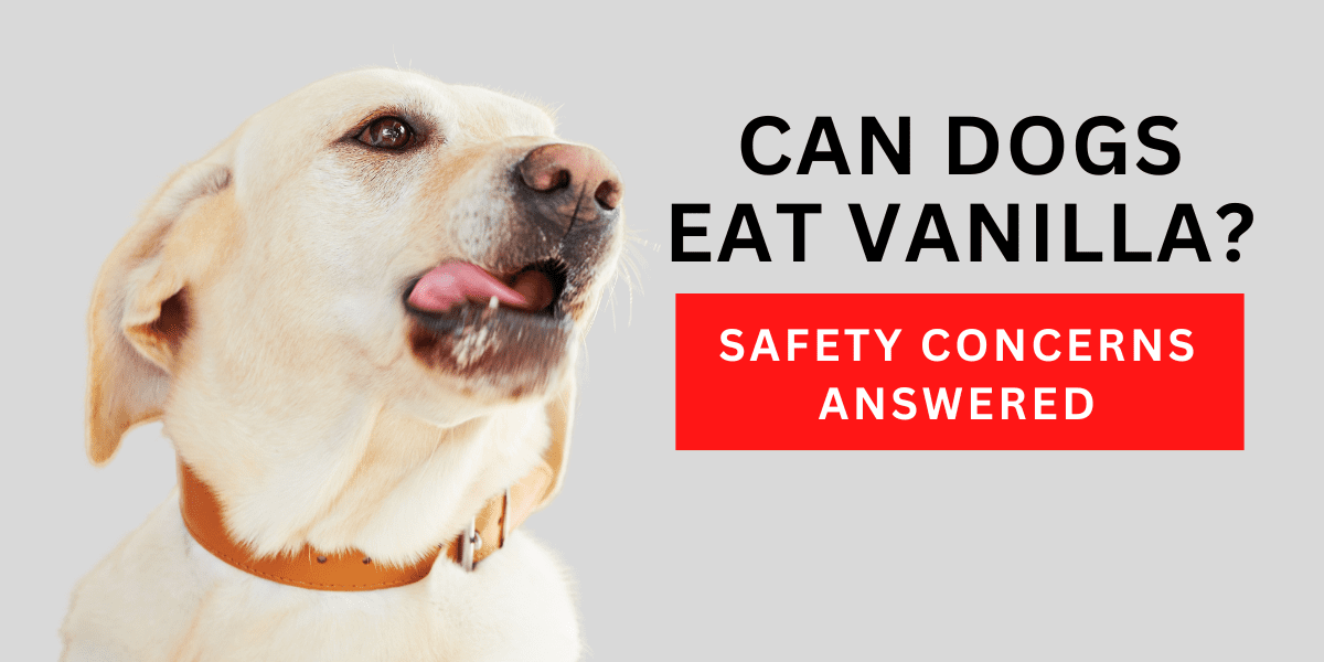 Can Dogs Eat Vanilla? Safety Concerns Answered 2024