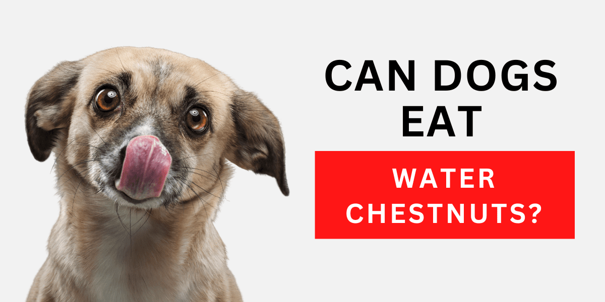 Can Dogs Eat Water Chestnuts? (May 2023)