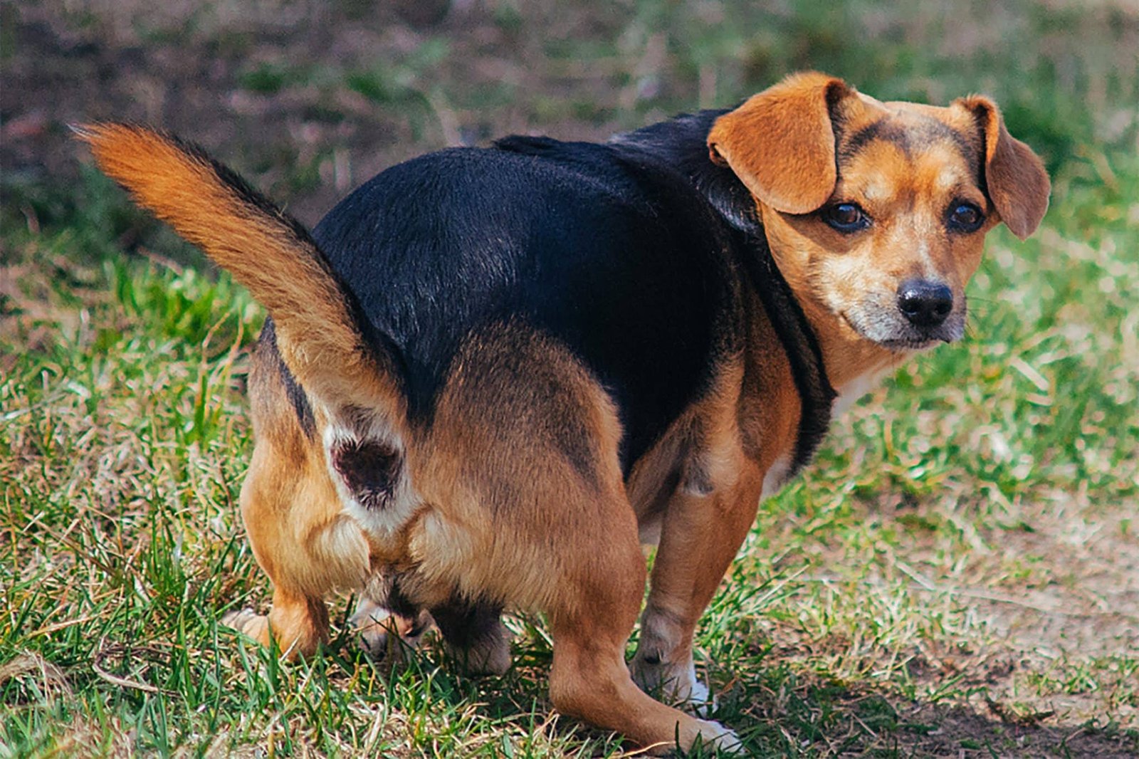 Как выглядит собачий геморрой Why Do Dogs Lick Their Butt? 2024 - Hearts Of Pets
