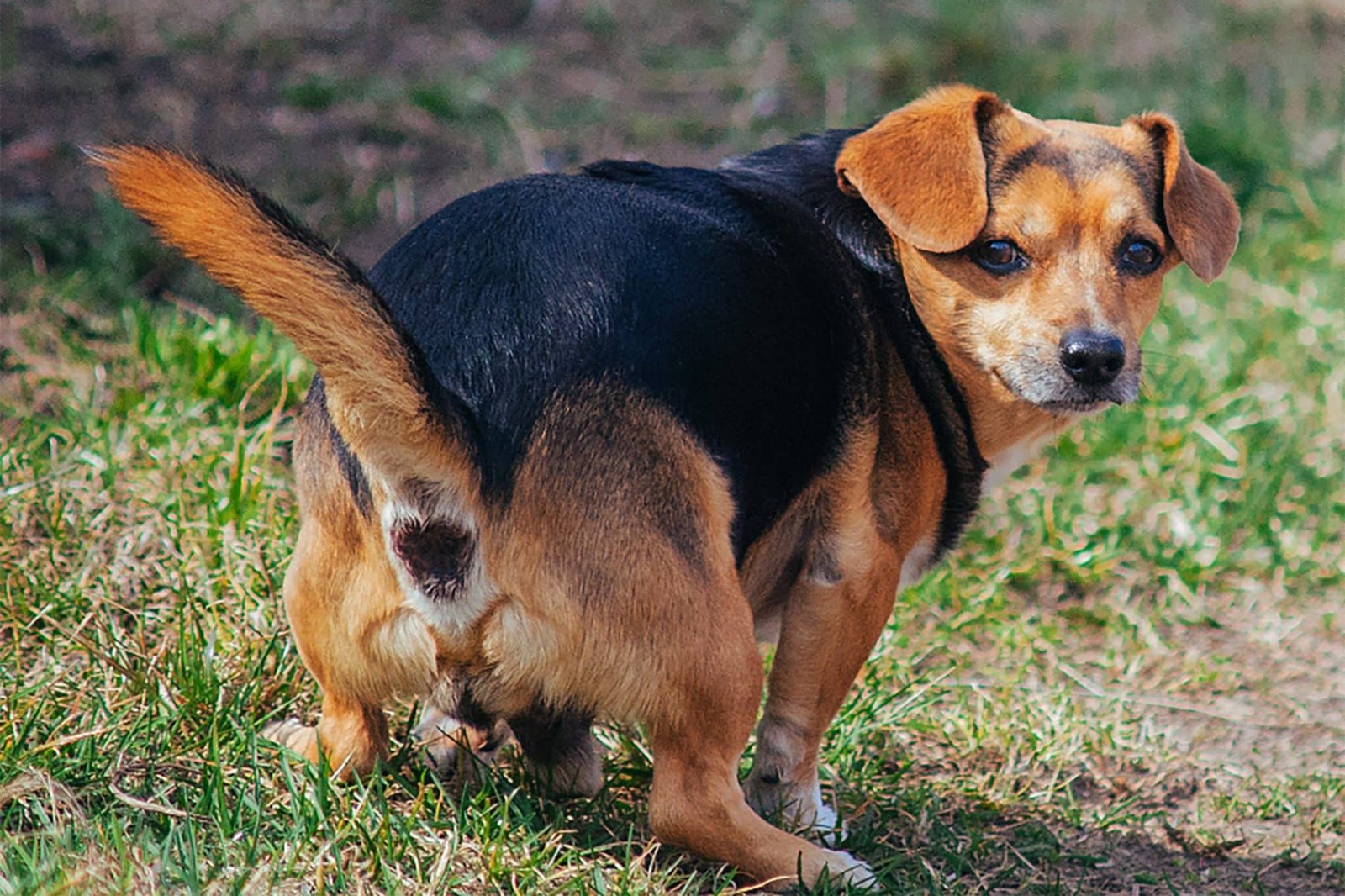 why do dogs lick their butt