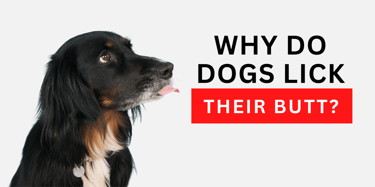Why Do Dogs Lick Their Butt? 2024