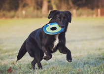 7 Best Dog Frisbees for Playful Pups