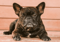 Discover the Brindle French Bulldog Price for Your New Pet