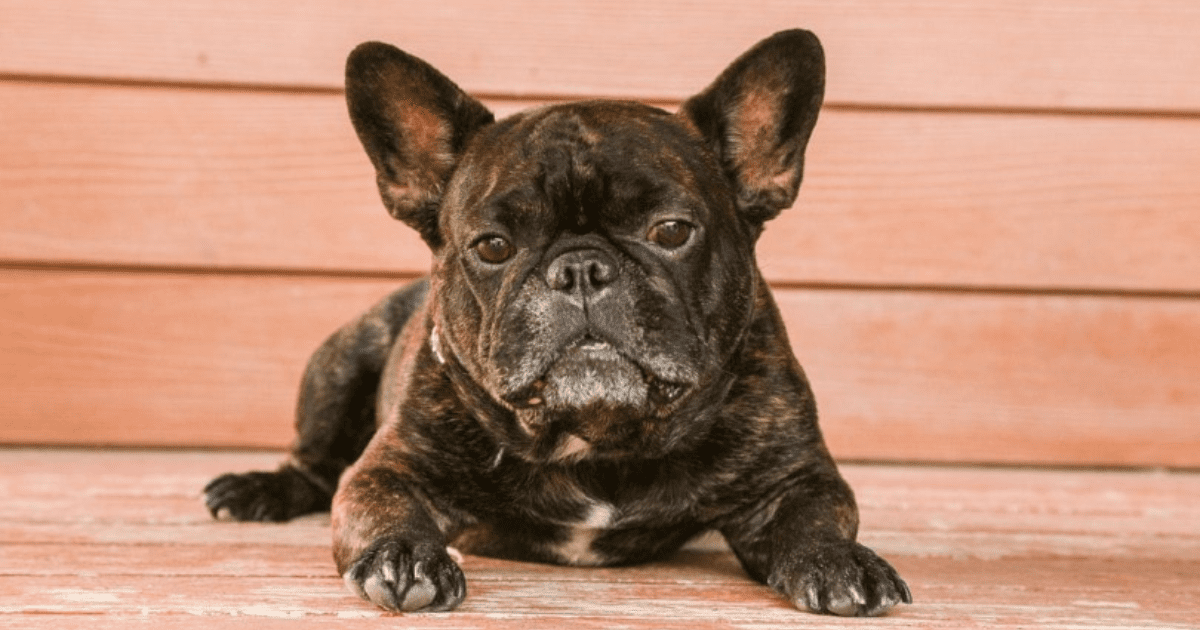 Brindle French Bulldog price Discover the Brindle French Bulldog Price for Your New Pet