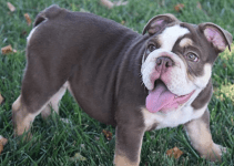 Affordable Chocolate Tri English Bulldog Price Guide For 2024