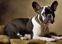 Unveiling the Frenchton Price: Savvy Guide for Potential Owners