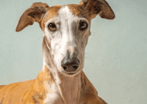 Discover the Affordable Greyhound Dog Price Today!