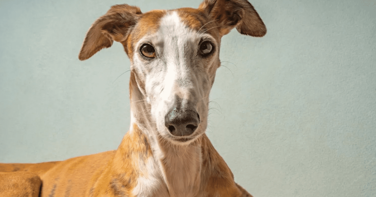 Greyhound Dog Price