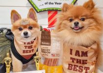 Healthiest Dog Treats: Top Picks for Your Furry Friend