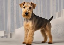 Discover the Lakeland Terrier Price – Your Affordable Guide