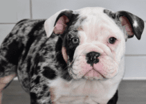 Exploring the Tri Merle English Bulldog Price: A Complete Guide