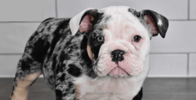 Exploring the Tri Merle English Bulldog Price: A Complete Guide